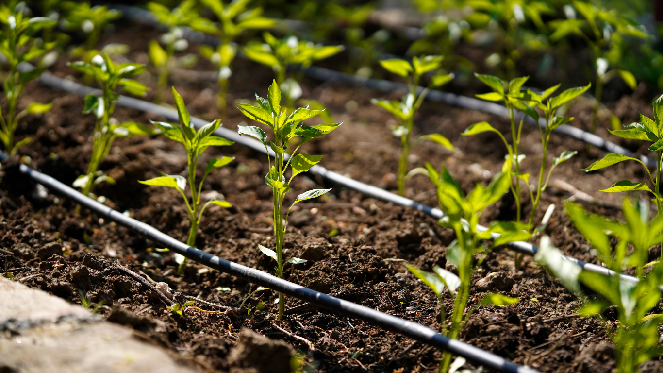 irrigation-water-plants